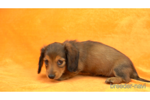 成約済の東京都のミニチュアダックスフンド(ロングヘアード)-154154の3枚目